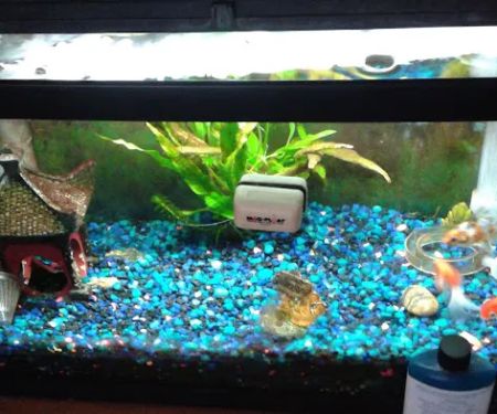 Caesar's Tropical Fish Factory