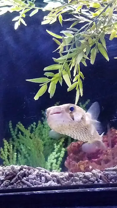 Caesar's Tropical Fish Factory Picture 5