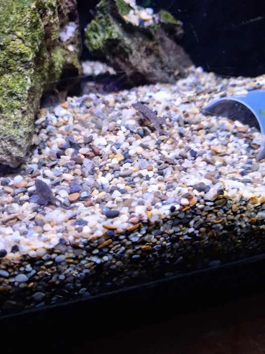 Caesar's Tropical Fish Factory Picture 8