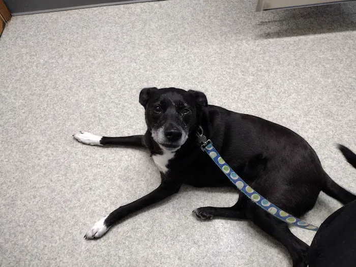 Cobalt Veterinary Clinic Picture 8