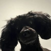 Cobalt Veterinary Clinic ico