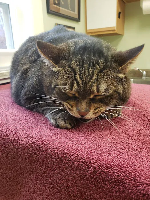 Higganum Veterinary Clinic Picture 10