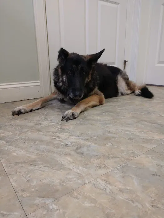 Higganum Veterinary Clinic Picture 8