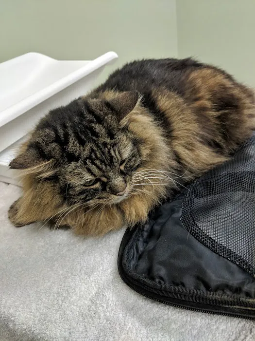 Higganum Veterinary Clinic Picture 6
