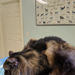 Higganum Veterinary Clinic