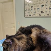 Higganum Veterinary Clinic ico