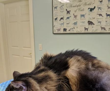 Higganum Veterinary Clinic