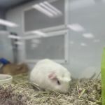 Petco
