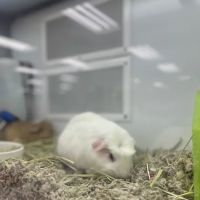 Petco ico