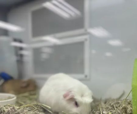 Petco