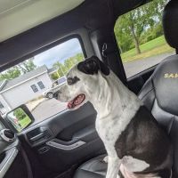 Durham Veterinary Hospital ico