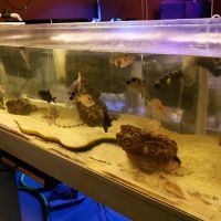 Violet Aquarium LLC ico