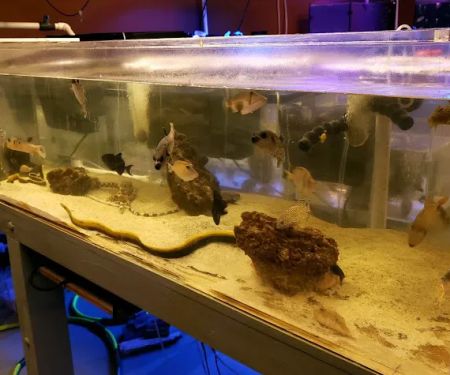 Violet Aquarium LLC