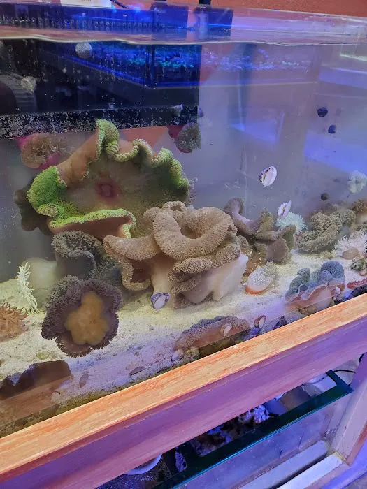 Violet Aquarium LLC Picture 4