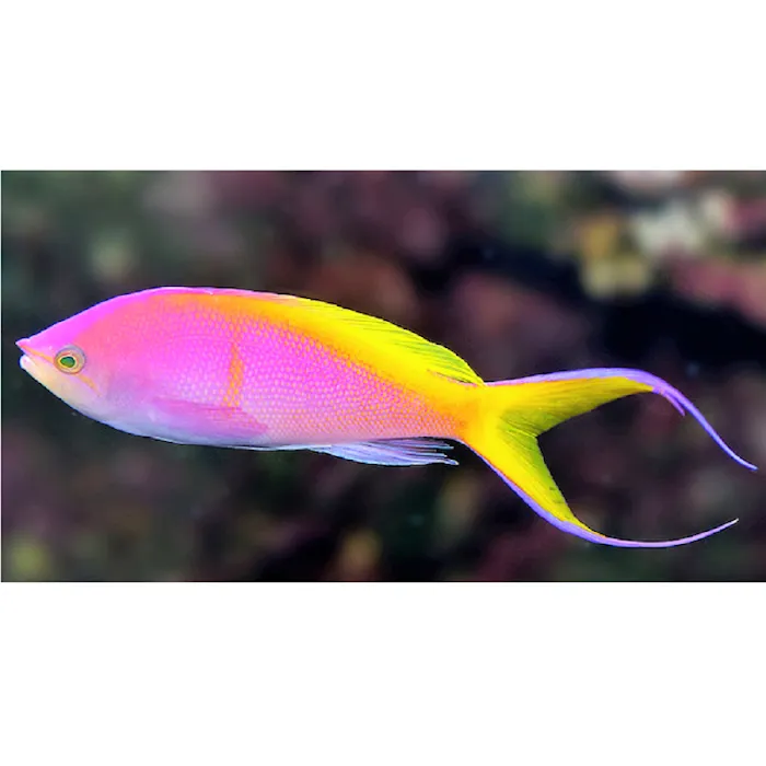 Violet Aquarium LLC Picture 10