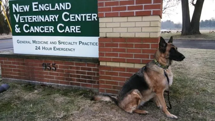 New England Veterinary Center & Cancer Center Picture 2