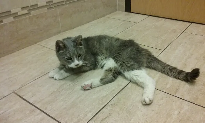New England Veterinary Center & Cancer Center Picture 7