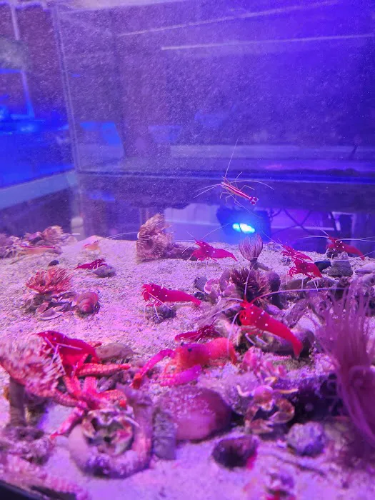 Violet Sea Fish and Coral Picture 3