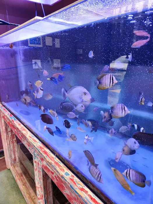 Violet Sea Fish and Coral Picture 6