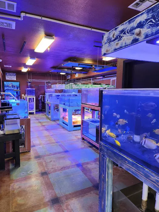 Violet Sea Fish and Coral Picture 5