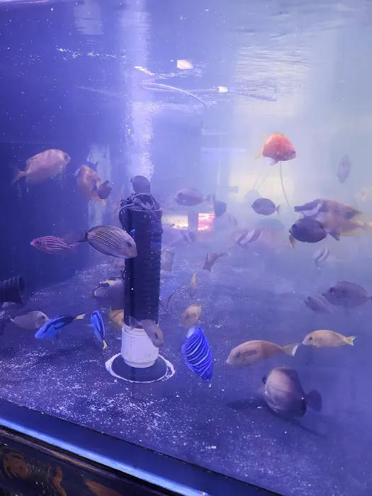 Violet Sea Fish and Coral Picture 2