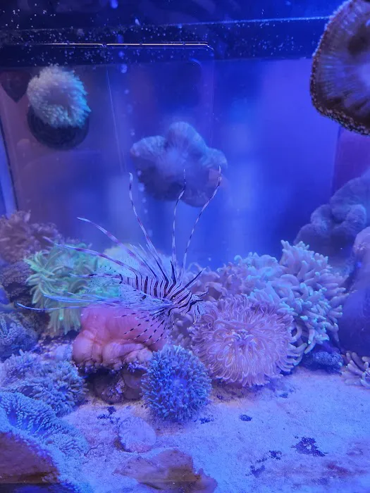 Violet Sea Fish and Coral Picture 4
