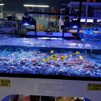 Neptune Aquatics ico