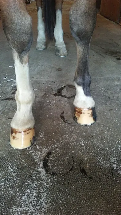 Stewart Equine Clinic Picture 5