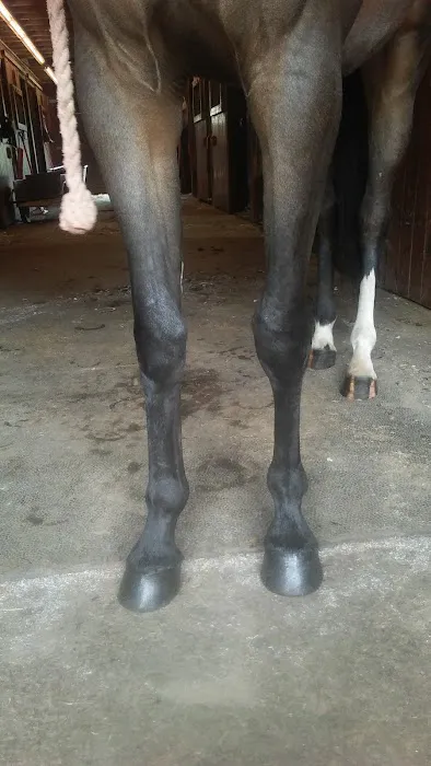 Stewart Equine Clinic Picture 2
