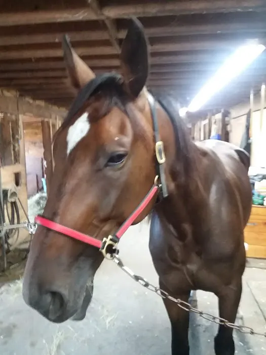 Stewart Equine Clinic Picture 7