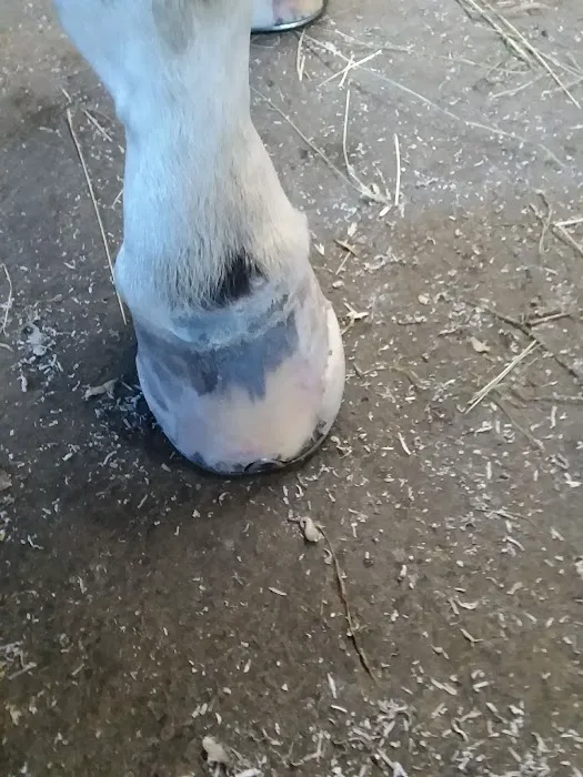 Stewart Equine Clinic Picture 9