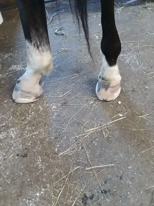 Stewart Equine Clinic Picture 10