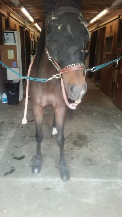 Stewart Equine Clinic Picture 3