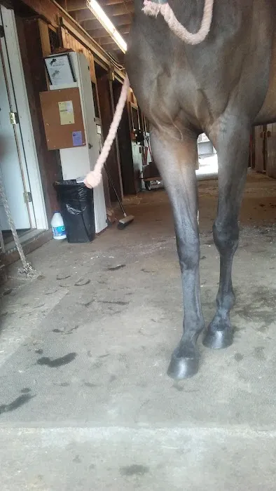 Stewart Equine Clinic Picture 4