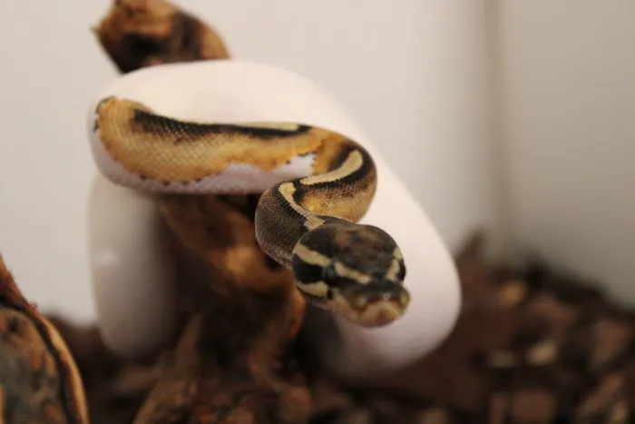 Jackie's Reptile Store Picture 3
