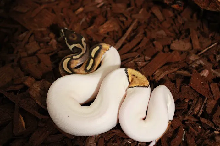 Jackie's Reptile Store Picture 5