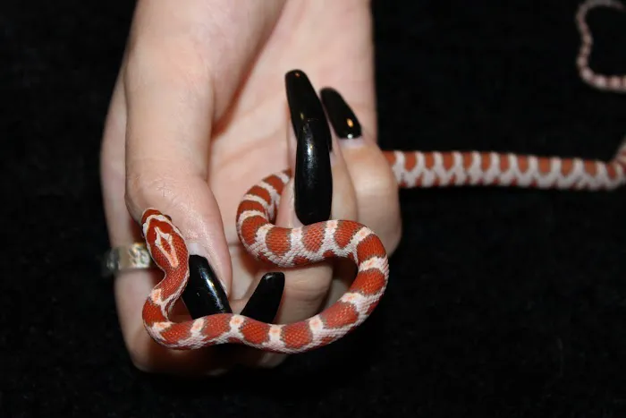Jackie's Reptile Store Picture 4