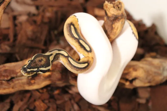 Jackie's Reptile Store Picture 2