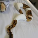 Jackie's Reptile Store