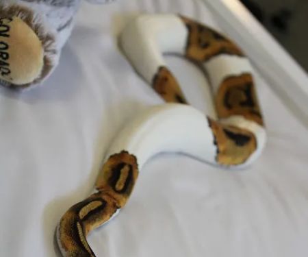 Jackie's Reptile Store