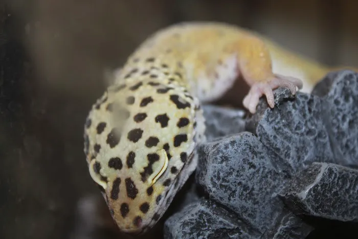 Jackie's Reptile Store Picture 9