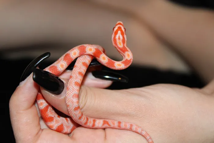 Jackie's Reptile Store Picture 6