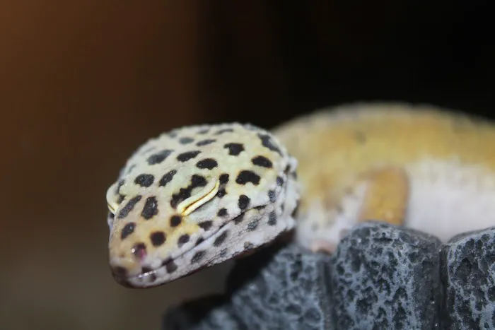 Jackie's Reptile Store Picture 10