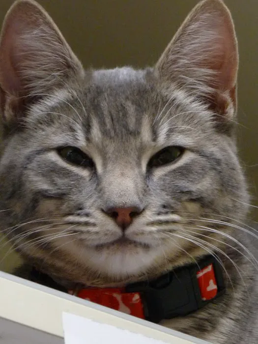VCA Valley Animal Hospital Picture 9