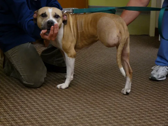 VCA Valley Animal Hospital Picture 10