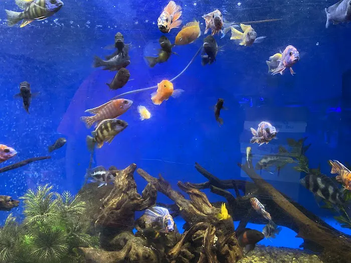 Clear Water Aquarium Picture 8