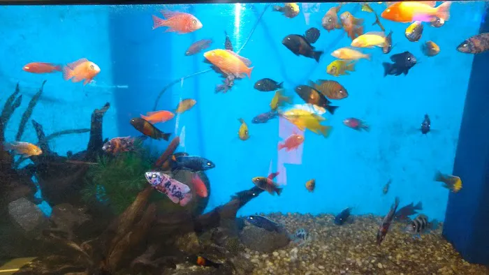 Clear Water Aquarium Picture 10