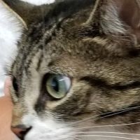 Simsbury Veterinary Hospital ico