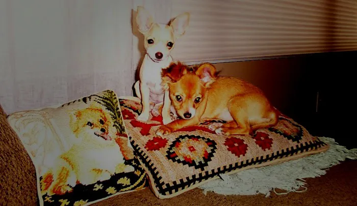 Simsbury Veterinary Hospital Picture 8