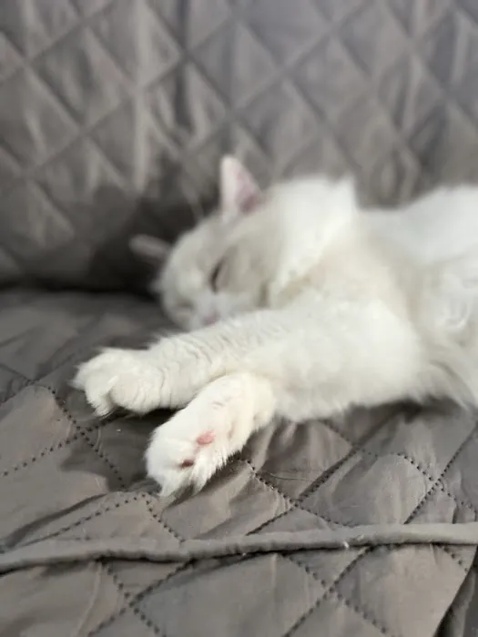 Cuties Ragdoll Cat Cattery Picture 6